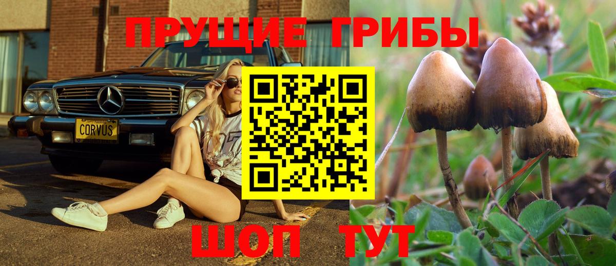 Псилоцибиновые грибы Psilocybine cubensis Кирово-Чепецк